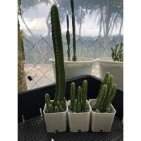 ราคา กระบองเพชร คอนโดนางฟ้า กิ่งชำ (11323220716)