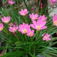 ราคา 10 เมล็ด บัวดิน บัวสวรรค์ บัวดิน บัวฝรั่ง บัวจีน Zephyr Flower Seeds บัวดินสีชมพู (43273810386)