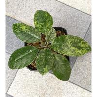 ราคา มะพร้าวทะเลทรายใบกลมด่าง (9048626701)