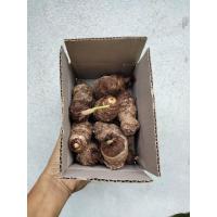 ราคา บอนสตูลดำ 1หัว(s) เป็นบอนประจำถิ่นของจังหวัดสตูล หัวบอนสี บอนสี บอนดำสตูล (20071941795)