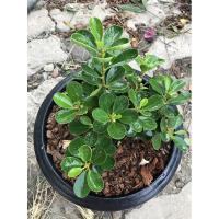 ราคา ต้นช้อนเงินช้อนทอง ไม้มงคง (4243697058)