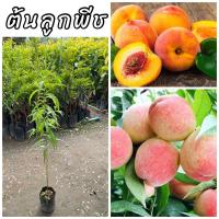 ราคา ต้นพีช ต้นลูกพีช หรือ ต้นลูกท้อ ผลใหญ่ ผลสุกรสหวานกลิ่นหอม สูง60ซม. ต้นพันธุ์เพาะเมล็ด (24812188992)