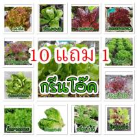 ราคา เมล็ดพันธุ์ผักสลัด เมล็ดผักอินทรีย์ 90-300 เมล็ด 20 บาท กรีนโอ๊ค เรดโอ๊ค กรีนคอส เรดคอส ฟิลเลย์ [10 แถม 1 คละได้] (24952940697)