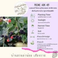 ราคา ต้นแบลคเบอร์รี่ พรามอาค45 Blackberry prime 45 (9651624635)