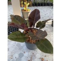 ราคา กุมารดำเรียกทรัพย์(สนใจทัก) (10654212301)