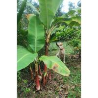 ราคา หน่อกล้วยเตี้ย(หน่อกล้วยหอมตัดสดใหม่) ความสูงช่วงระยะติดผลสูง 1 เมตร (53801029184)