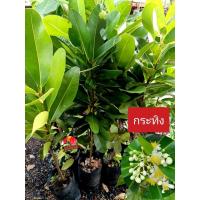 ราคา ต้นกระทิง หรือสารภีทะเล ไม้ยืนต้น ให้ร่มเงา ขนาดต้น 50-80ซม. (41820396291)