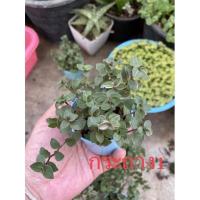 ราคา เบี้ยงก้า ขนาดกระถาง2.5นิ้ว สีตามภาพ (14633398559)