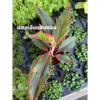 ราคา Set ต้นไม้มงคลต้นแสงเงินแสงทอง (9268890698)