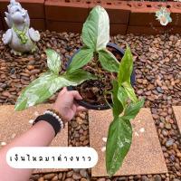 ราคา เงินไหลมาด่างขาว(4ใบ1หลอด)ต้นเงินไหลมาด่างขาว (Syngonium podophyllum Variegeted) (10623528978)