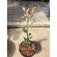 ราคา นกน้อยนำโชค มีตัวนก กระถาง 8" 1ต้น (11003583754)