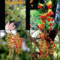 ราคา (2ต้น) ต้น ดอก ต้นคูนแดง คูนแดง คูน คูณ ต้นคูน ต้นคูณ ราชพฤกษ์ สีแดง happy (19529147385)