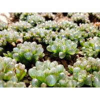 ราคา ฮาโวเทีย หยดน้ำ Haworthia Cooperi (4453392620)