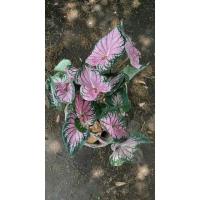 ราคา บอนสีฮกหลง บอนสี​ชื่อเป็นมงคล (5796587060)