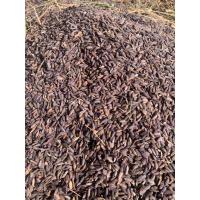 ราคา ชุด 5 กิโลกรัม พันธุ์ข้าวเหนียวดำลืมผัว ข้าวก่ำออแกนิค เมล็ดปี 68 (19792338033)