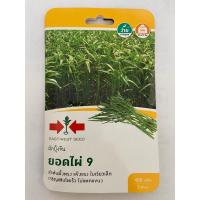 ราคา ส่งไว เมล็ดพันธุ์ตราศรแดง ผักบุ้งจีน ยอดไผ่ 9 (25080071183)