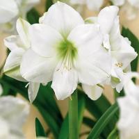 ราคา 1 หัวว่าน ว่านสี่ทิศ ฮอลแลนด์ Amaryllis Wedding Dance 22-24 ซม (8951648011)