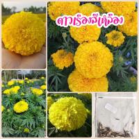 ราคา เมล็ดดอกดาวเรืองสีเหลือง 100 เมล็ด (3689973183)