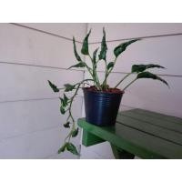 ราคา ต้นห่อเงินห่อทองแคระ ต้นห่อเงินห่อทอง ห่อทรัพย์ epipremnum aureum shangri la (6256867756)