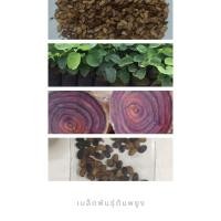 ราคา พยูง พยุง เมล็ดพันธุ์ต้นไม้พยูง ไม้พยุง ไม้เศรษฐกิจ 30 เมล็ดพันธุ์ (4568887673)