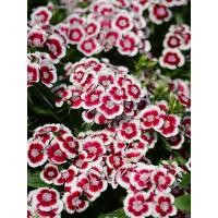 ราคา ต้นพันธุ์ ดอกผีเสื้อ ถุงดำพร้อมปลูก 29บาท หรือ Dianthus ดอกไม้กินได้ (45803298554)