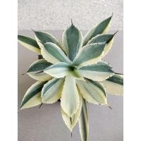 ราคา Agave,อกาเว่,ยิมด่าง,อ้วนส้ม,ยิมโนด่าง,ยิมโน,ไม้ใบ,ไม้อวบน้ำ,ยิมโนด่าง,,ยิมด่างอ้วนส้ม,ยิมโนคาลิเซียม/ยิมแฝด,ยิมโนแฝด, (20647381821)