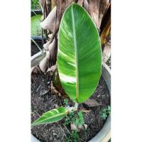 ราคา กล้วยน้ำว้ามะลิอ่องด่างขาว (16798766497)