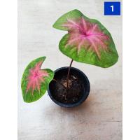 ราคา บอนสี " ช้างเผือกใบบัว " (12236754584)