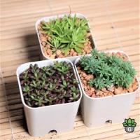 ราคา เซตกุหลาบหิน 209 กระถาง 2 นิ้ว กุหลาบหินนำเข้า ไม้อวบน้ำ (3129917630)