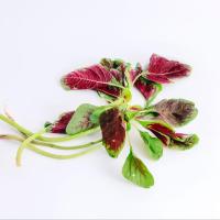 ราคา 300 เมล็ด เมล็ดพันธุ์ ผักโขม ผักขม Amaranthus Seeds Non-GMO สายพันธุ์ ผักโขมพันธุ์เขียวปนแดง (Red-Green Amaranth) (41772785633)