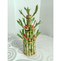 ราคา ไผ่กวนอิม [Lucky Bamboo] พุ่ม3ชั้น ไม่มีกระถาง ไม้มงคล ไม้ฟอกอากาศ ปลูกเสริมโชคลาภ (27931366872)