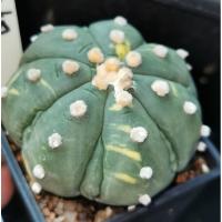ราคา แอสโตร​ไฟตั้ม 19/12/67 แคสตัส castus​ astrophytum แอสโตร แอสโตร​ไ​ฟตั้​ม แอสโตรไฟตัม กระบองเพชร​ (29017636026)