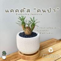 ราคา แคคตัส คนป่า กระบอกเพ็ด ปลูกในกระถางอิฐมวลเบา รีไซร์เคิล ต้นไม้ตั้งโต๊ะทำงาน (25094609242)