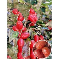 ราคา ต้นกล้าผลไม้นมแพะถูกต่อกิ่งลงในกระถาง และผลไม้สดขนาดใหญ่พิเศษนั้นง่ายต่อการปลูกและดูแลรักษา (26918847953)