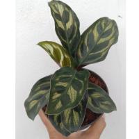 ราคา ต้นคล้า ต้นค้าขายร่ำรวย ต้นคล้าหางนกยูง ต้นไม้ดูดสารพิษ (10627411946)