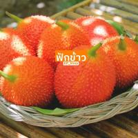 ราคา เมล็ดพันธุ์ ฟักข้าว 15 เมล็ด (9617110866)