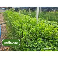 ราคา ต้นกระถินเทพา เสียหายจากขนส่งเคลมฟรี (44269369767)