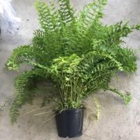 ราคา เฟิร์นก้างปลา ไม้ประดับ ไม้แขวน ไม้ฟอกอากาศ-ดูดสารพิษ (2068021423)