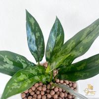 ราคา เขียวหมื่นปี ต้นไม้มงคล ฮวงจุ้ยบ้าน✨ (14216522669)