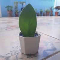 ราคา กวักมรกต ไม้มงคลต้นจิ๋ว (13011809111)