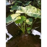 ราคา บอนนาญี่ปุ่น yellow splash (12204752901)