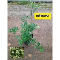 ราคา ต้นแก้วแคระ แก้วพวงมณีแคระ ดอกหอม (57800573989)