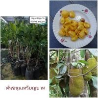 ราคา #ต้นขนุนเหรียญบาท #ขนุนโบราณหายาก (6115339529)