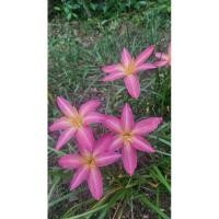 ราคา บัวดิน Z. Dragonwings บัวดินกลีบพริ้วยาวสีชมพู (25571254430)