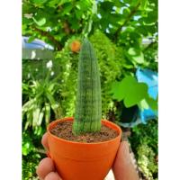 ราคา งาช้างแคระ ไม้ฟอกอากาศ ยอดนิยม (7442672913)