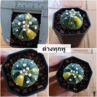 ราคา แอสโตรด่าง 1ต้นตามรูป /cacuus (15338606512)