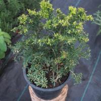 ราคา หลินซาน หรือม่วงเจริญ ความหมายมงคลเจริญรุ่งเรืองดอกสีม่วง กระถางขนาด 8 นิ้ว (29573960764)