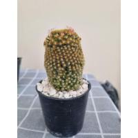 ราคา แมมขนนกเหลือง แคคตัส ดอกสีชมพู อยู่ในกระถางขนาด 3 นิ้ว (27265952350)