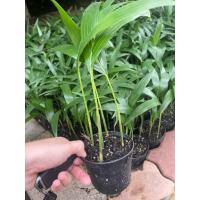 ราคา ต้นหมากนวล/หมากประดับ/กล้าหมากนวลเพาะเมล็ด (3028081700)