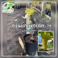 ราคา องุ่นบิ๊กเพอเรท ไร้เมล็ด (ตอปักติดตาแตดยอดแล้ว) แท้% ซื้อ5แถมฟรี1ต้น (17893661880)